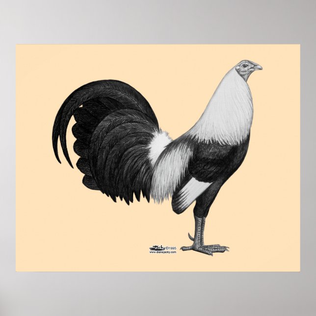 Poster Galo Galo Grey Duckwing (Frente)