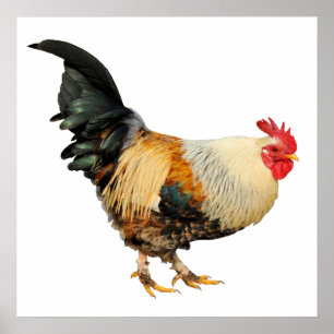 Pôster Galo isolado