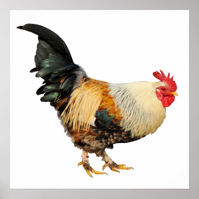 Pôster Galo isolado (Frente)
