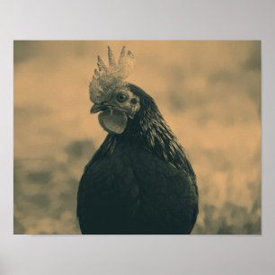 Poster Galo na Sépia