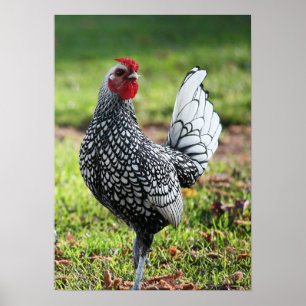 Pôster "Galo pequeno orgulhoso "