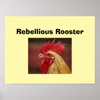 Poster Galo Rebelde