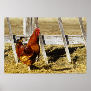 Poster Galo Vermelho de Rhode Island