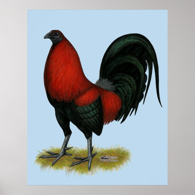 Pôster Galo Vermelho Preto de Briga Americano (Frente)