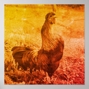 Poster Galo Vintage Sepia Fazenda