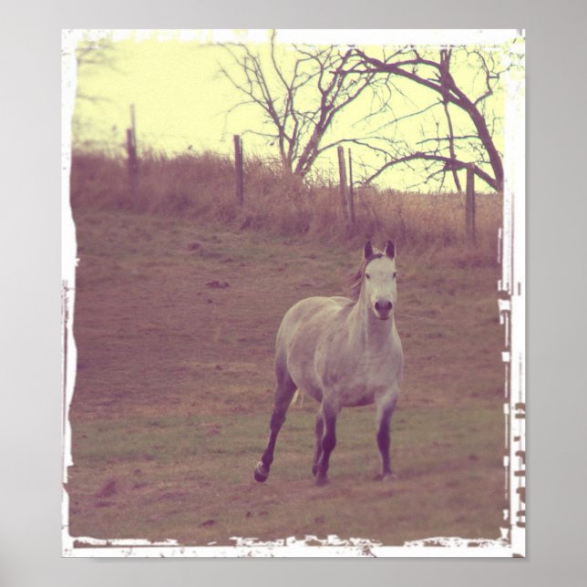Pôster Galope de cinzas (Frente)