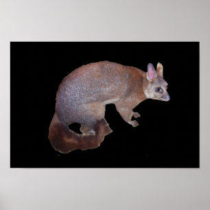 Poster Gambá