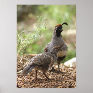 Poster Gambel's Quail com pintinho