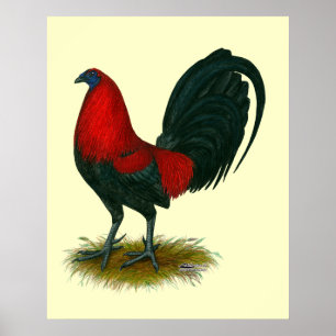 Poster Gamecock Americano:  Vermelho castanho