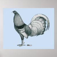 Gamecock Crele ou Dom