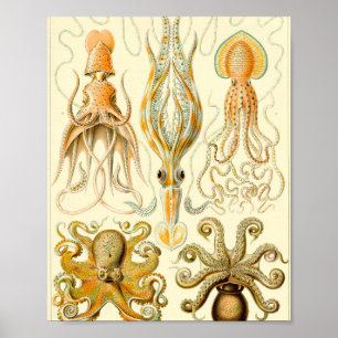 Poster Gamochonia - Ernst Haeckel