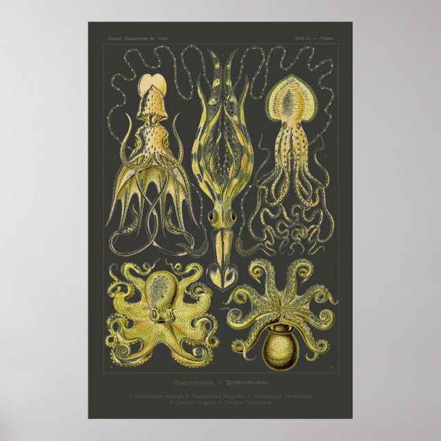Poster Gamochonia - Lula de Ernst Haeckel, Octopd (Frente)