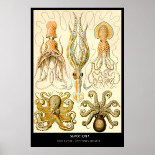 Poster Gamochonia - placa 54 - der Natur de Kunstformen
