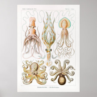 Poster Gamochonia-Trichterkraken por Ernst Haeckel