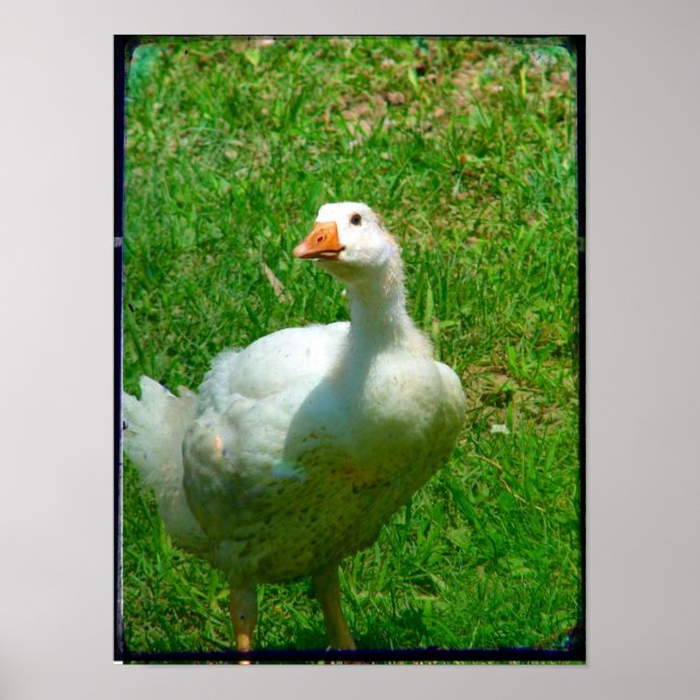 Pôster Gander (Frente)