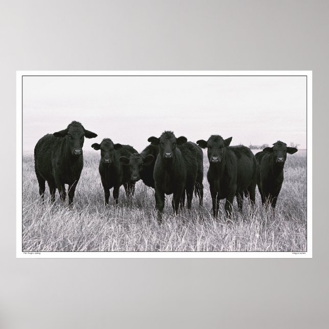 Poster Gangue Angus - Bovinos Angus Negros - Texas (Frente)
