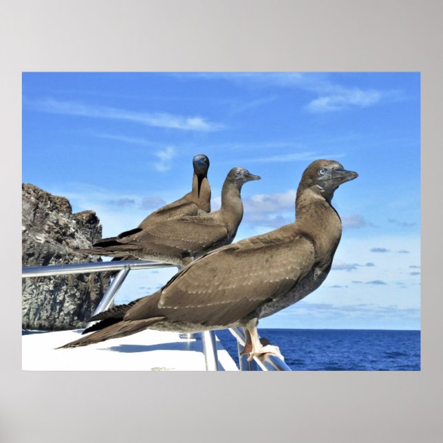 Poster Gannet Trio (Frente)