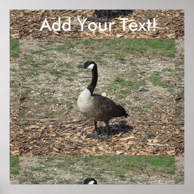 Poster Ganso canadense (Frente)