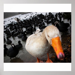Poster Ganso e Coots