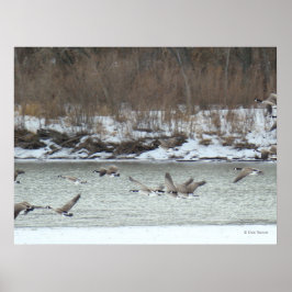 Poster Gansos canadenses B7 em voo