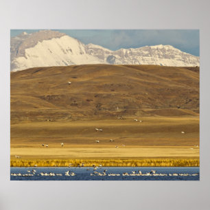 Poster Gansos de neve durante a migração de primavera