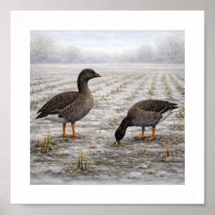Poster Gansos-feijão em um Campo de Inverno – Ave Selvage
