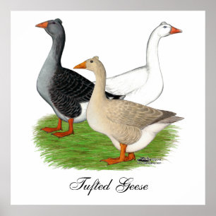 Poster Gansos: Trio Tufted