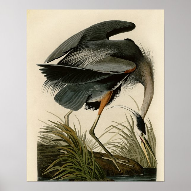 Pôster Garça-azul-grande de Audubon Marsh Bird (Frente)