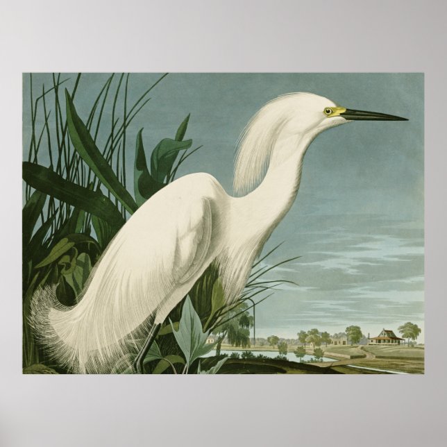 Poster Garça Branca de Audubon Ave de Passarinhos (Frente)