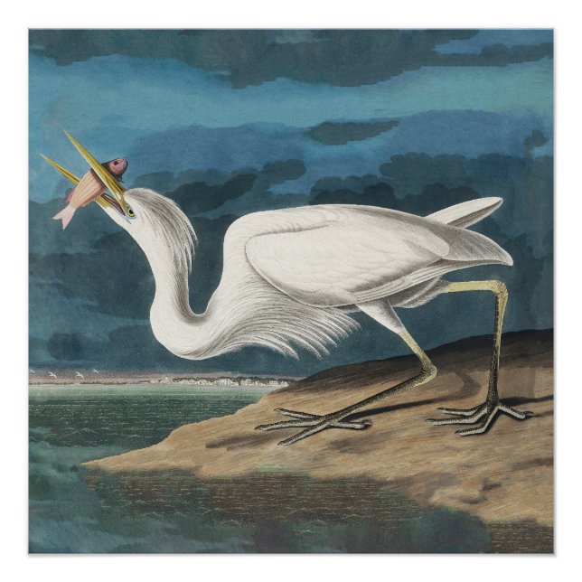 Pôster Garça Branca Grande de Audubon: Ave Costeira Vinta (Frente)