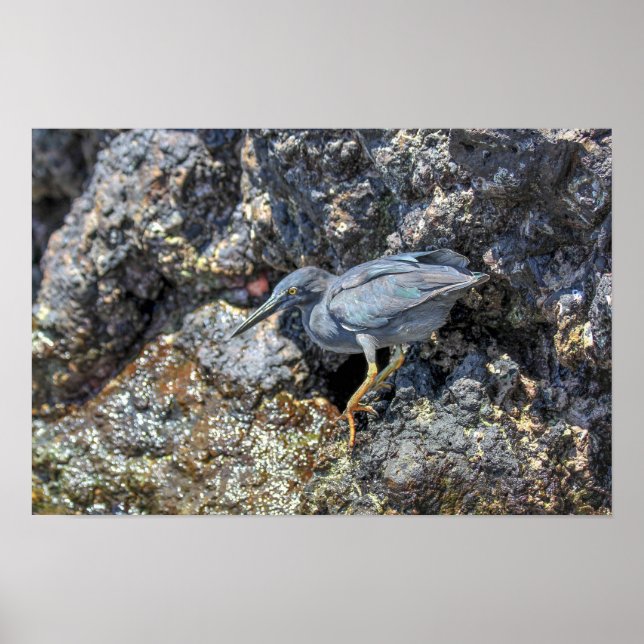 Poster Garça-da-lava, Ilhas Galápagos (Frente)