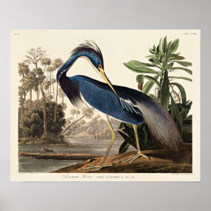Poster Garça da Louisiana de Birds of America