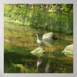 Pôster Garça-real cinzenta em um rio em Warkworth