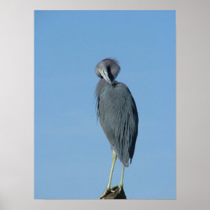 Pôster Garça-real de azul pequeno