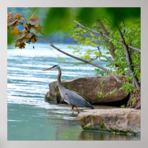 Pôster Garça-real de grande azul
