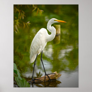 Pôster Garça-real de grande branco em uma fotografia do