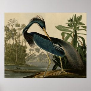 Poster Garça-real de Louisiana