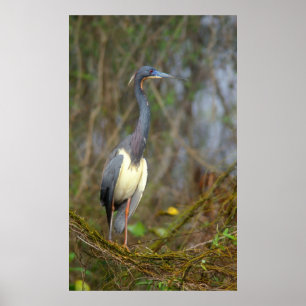 Pôster Garça-real de Tricolored nos marismas