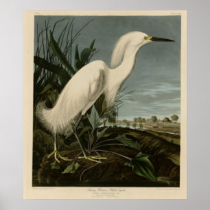 Poster Garça-real nevado ou Egret branco