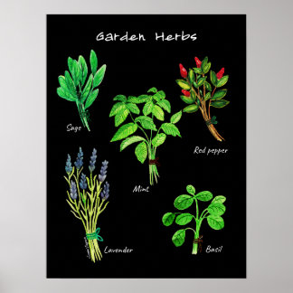 POSTER GARDEN HERBS