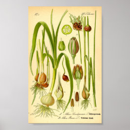 Poster Garden Leek (Allium porrum)