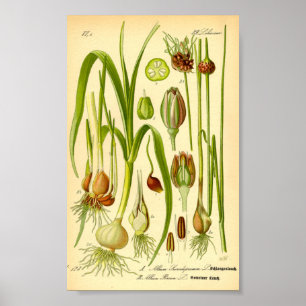 Poster Garden Leek (Allium porrum)
