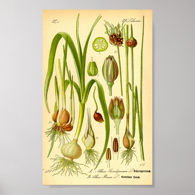 Poster Garden Leek (Allium porrum) (Frente)