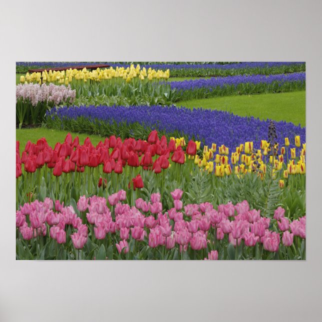 Poster Garden of tulips, Grape Hyacinth and (Frente)