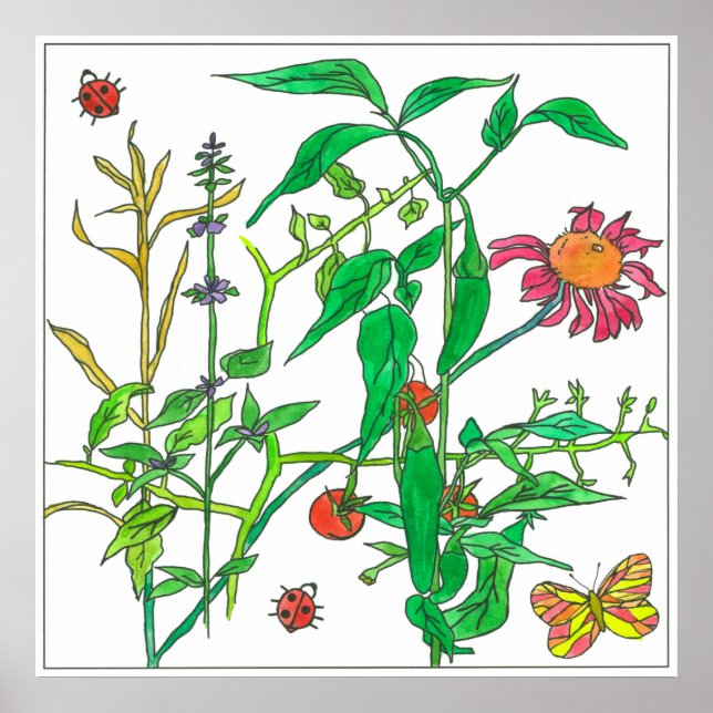 Poster Garden Plants Coneflower Ladybug Butterfly (Frente)
