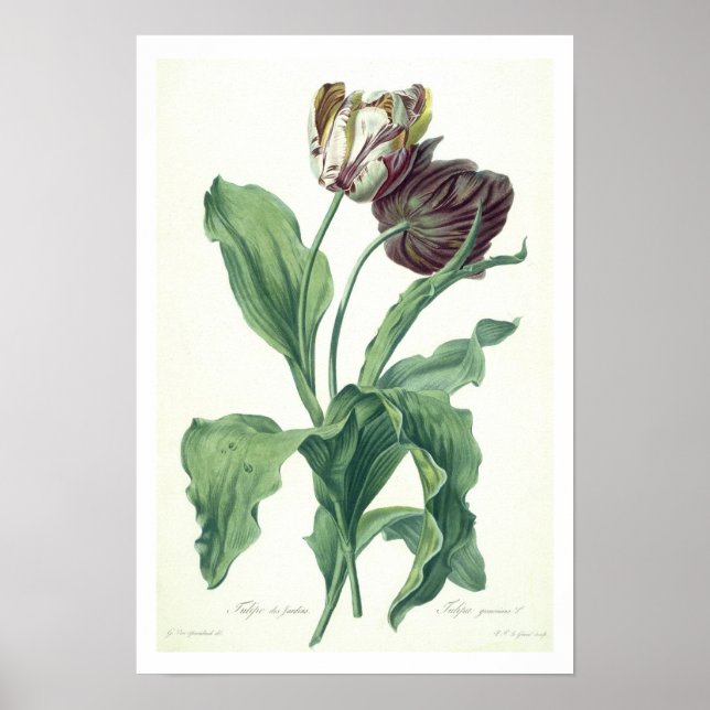 Poster Garden Tulip, from 'Opera Botanica', engraved by L (Frente)
