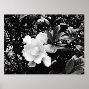 Poster Gardenia