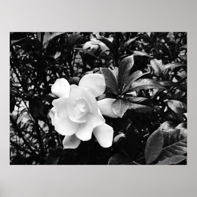 Poster Gardenia (Frente)