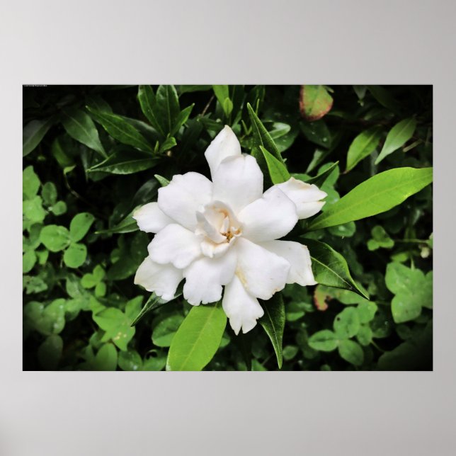Poster Gardenia (Frente)