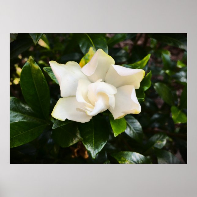 Poster Gardenia (Frente)